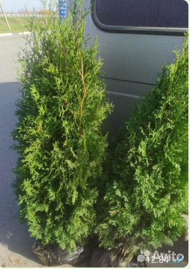 Туя смарагд