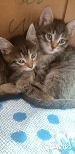 Кошка в дар