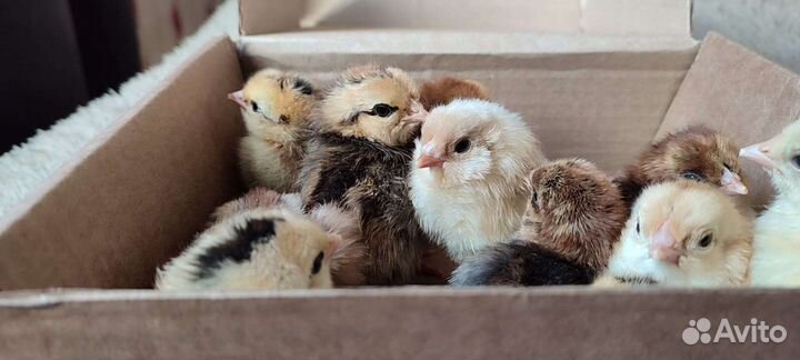 Цыплята суточные