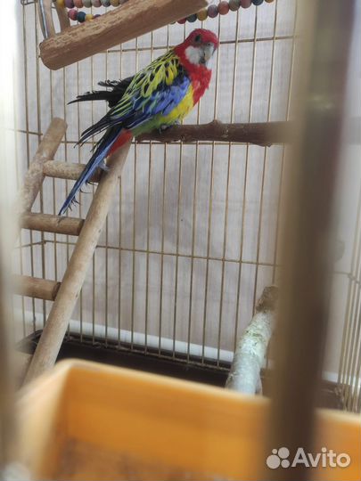 Попугай Розелла Пестрая