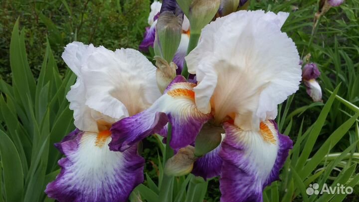 Ирисы бородатые- альбом №1