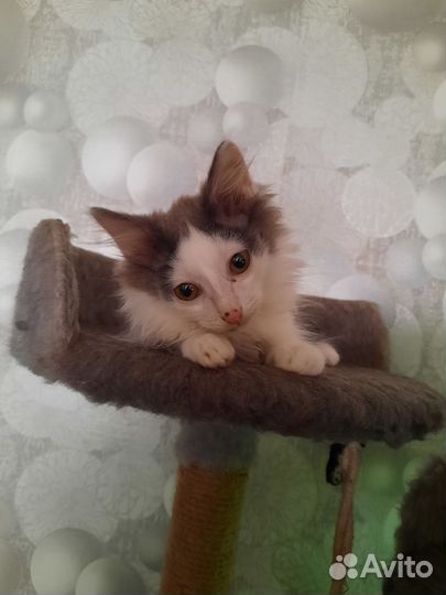 Кошка в дар