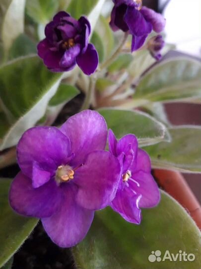 Комнатные цветы