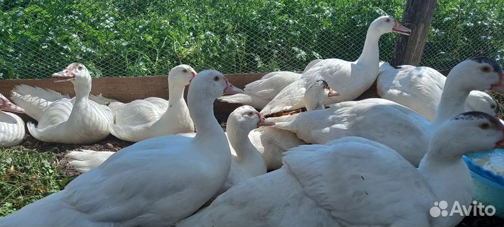 Мускусная утка тяжелой линии