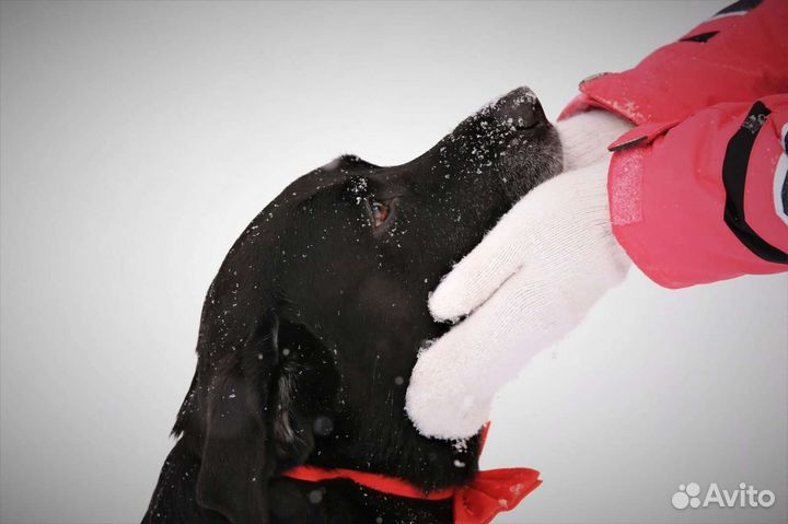 Домашняя передержка питомцев. Дрессировка