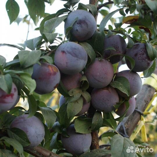 Слива Блэк Даймонд (Black Diamond) Саженцы 2 года