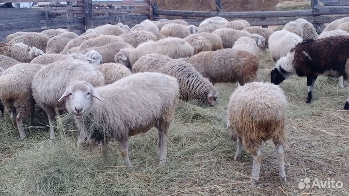 Овцы бараны ягнята оптом
