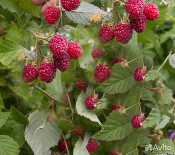 Саженцы малины