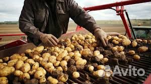 Продам картофель оптом