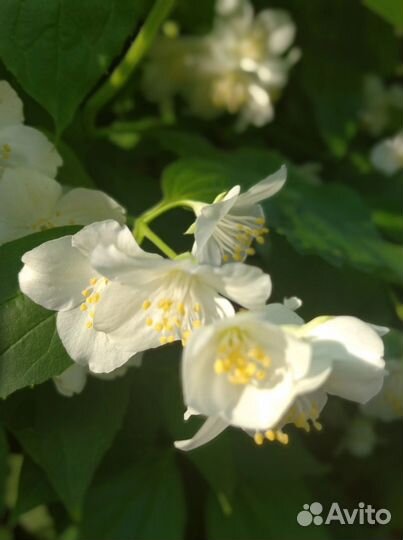 Жасмин чубушник