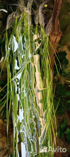 Валлиснерия