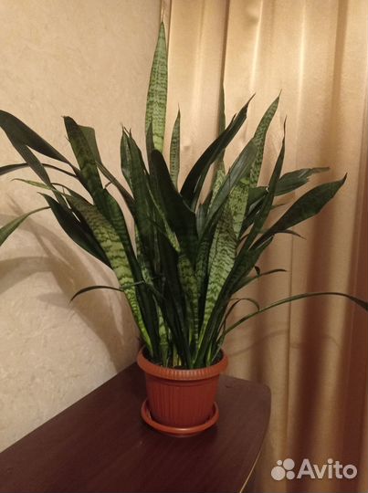 Сансивьерия