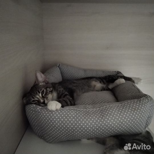 Ваш будущий любимый кот