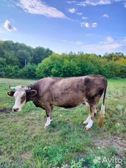 Корова стельная дойная