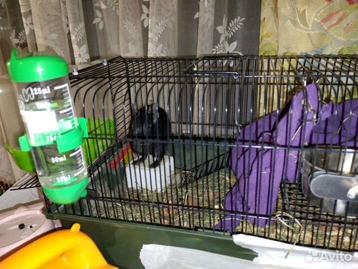 Грызуны бесплатно с клеткой в добрые руки