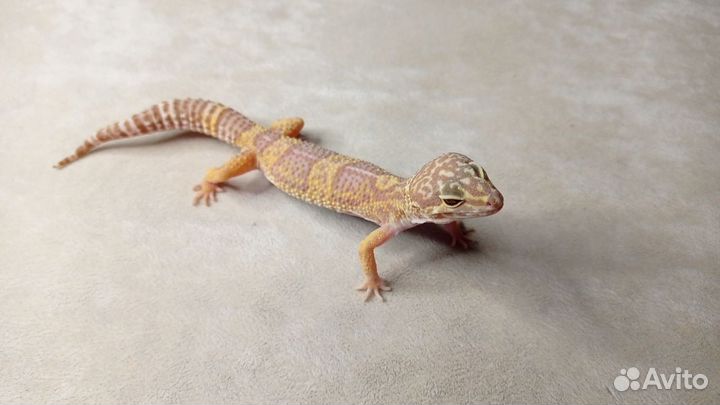 Эублефары от заводчика