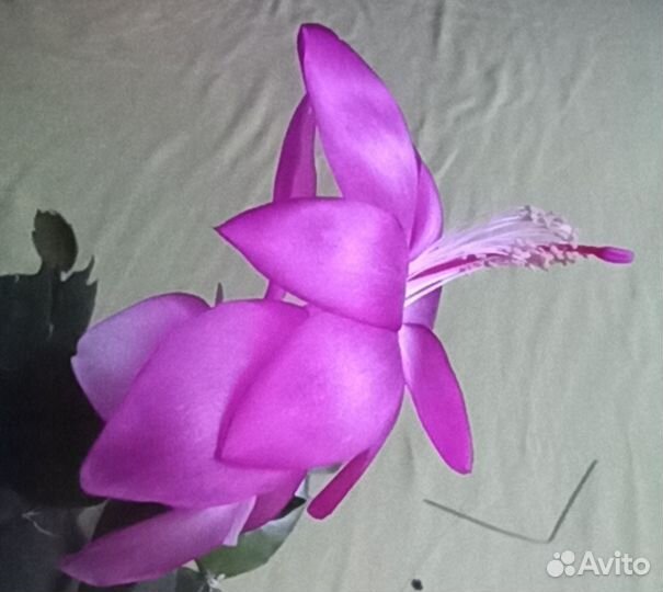 Комнатные цветы. Декабрист шлюмбергера розовый