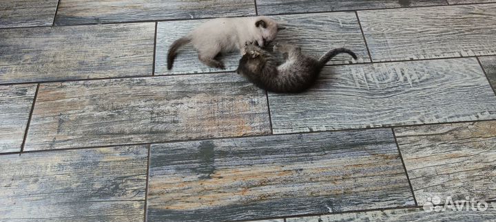 Котята в добрые руки бесплатно