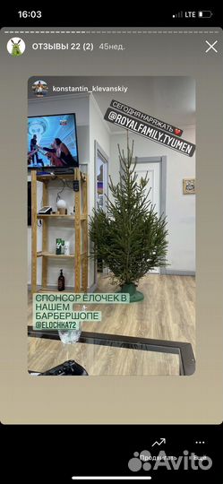 Ель живая, елка новогодняя, сосна