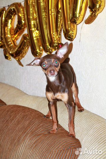 Мальчик той-терьер ищет подругу для вязки