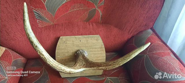 Рога лося натуральные