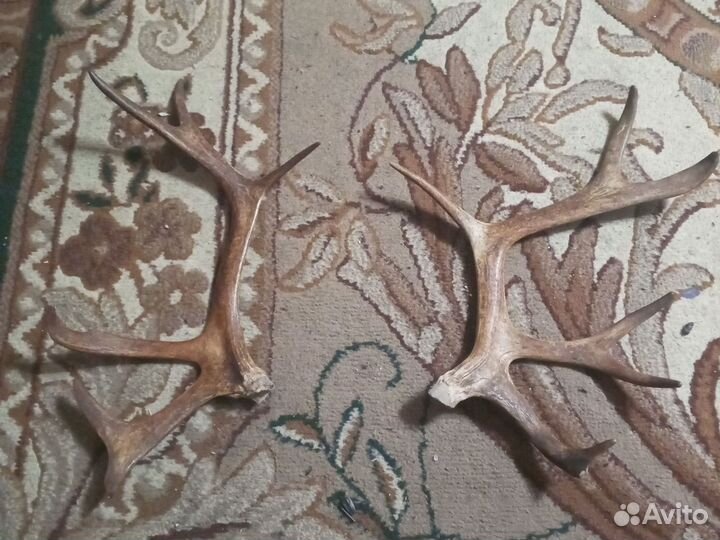 Рога лося молодого