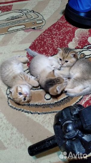 Продаю кошечку