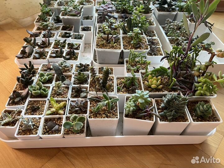 Суккуленты в горшочках с грунтом