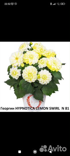 Георгины низкорослые