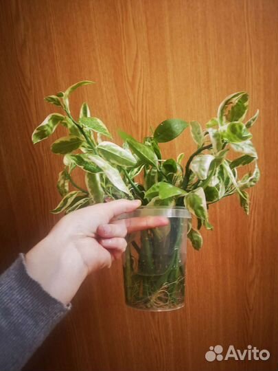 Педилантус