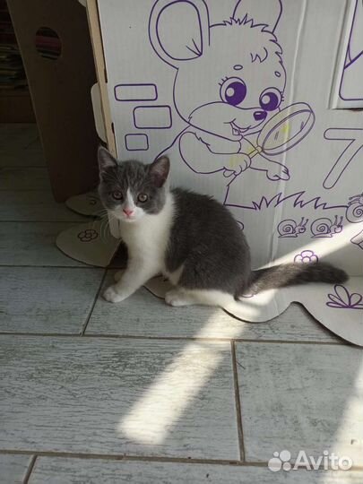 Кошки в добрые руки бесплатно