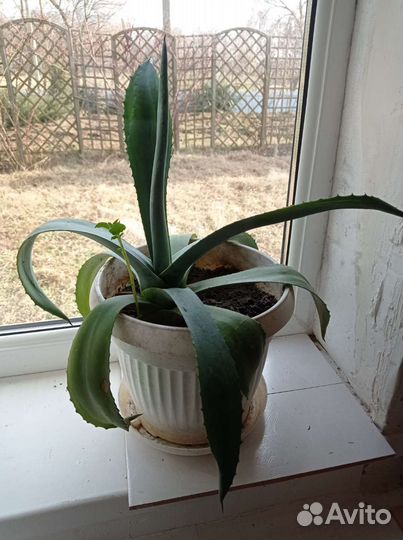 Агава голубая