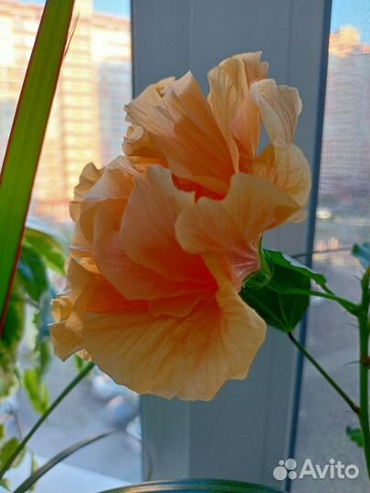 Гибискус китайская роза персиковая