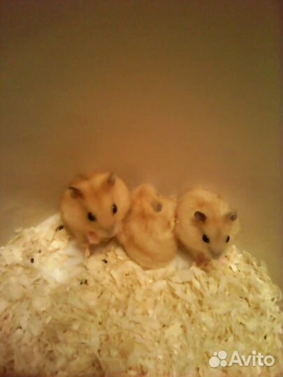 Хомячки джунгарики