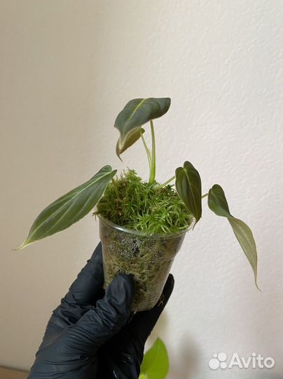 Ароидные монстера Альба