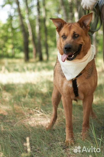 Молодая крупная ласковая собака тоскует в приюте