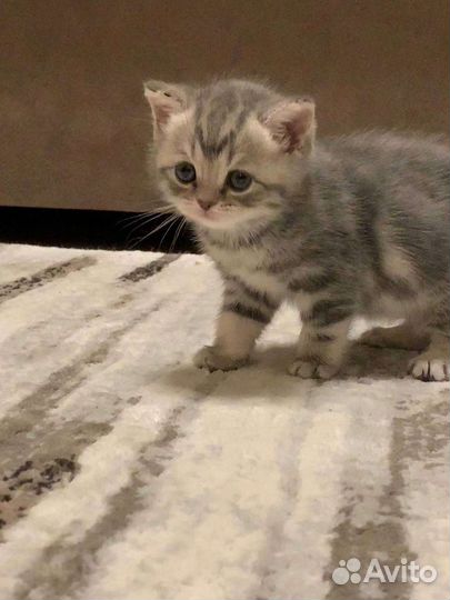 Британские котята