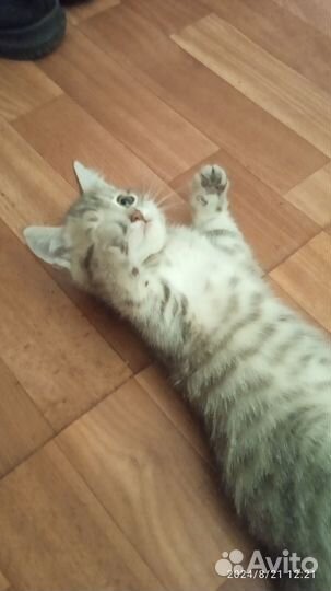 Котята