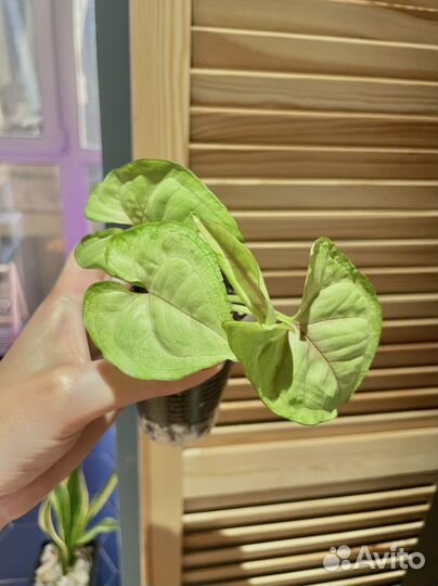 Сингониумы сортовые