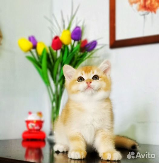 Британские котята