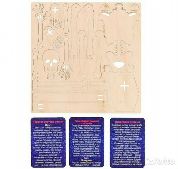 Набор для изучения строения человека