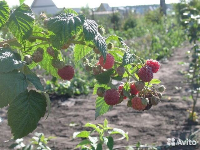 Малина саженцы