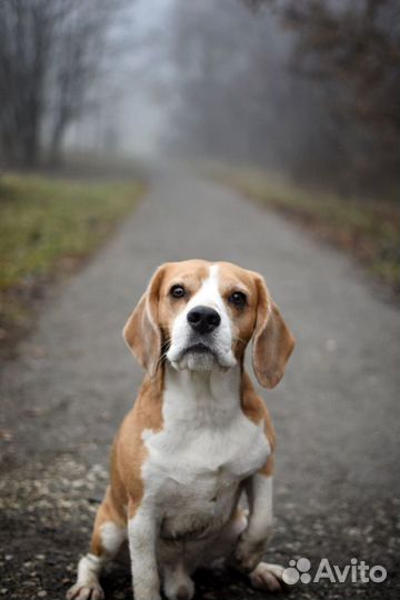 Собака для фотосессии/бигль