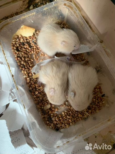 Серийские хомяки