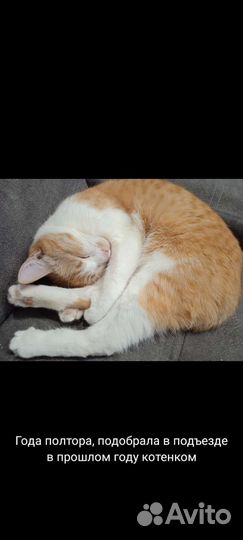 Кошка в дар