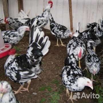 Куры леггорн далматинец