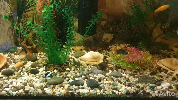 Аквариум с рыбами