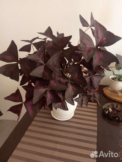 Оксалис, аглаонема, маранта бьюти Ким, кофе