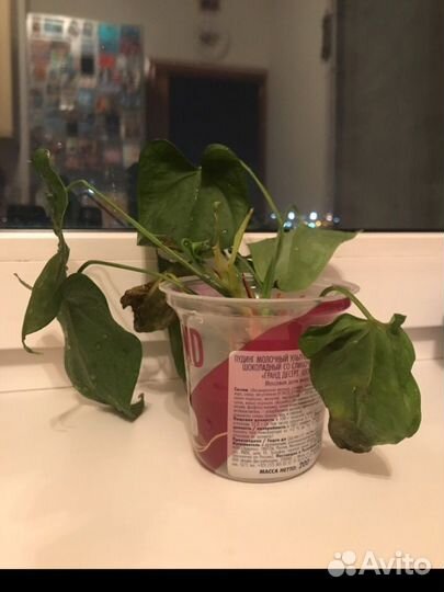 Цветок Калла крксная