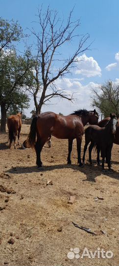 Отец русский тяж мать ресистая